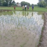 कृषि वैज्ञानिक के देख रेख में प्रभेद खुशी धान की हुई रोपनी